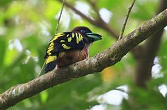 Black-and-yellow Broadbill